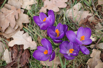 Purple crocus flowers