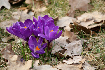 Purple crocus flowers