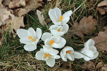 White crocus flowers