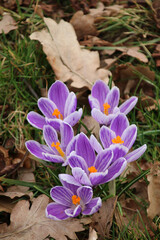 Purple crocus flowers