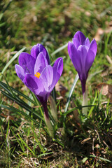 Purple crocus flowers
