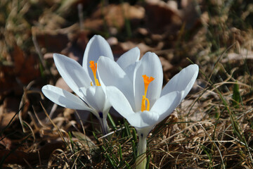 Two white crocus flowers