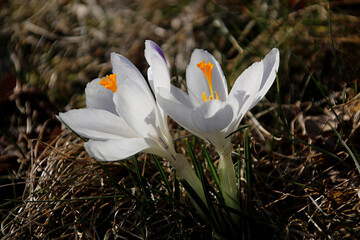 Two white crocus flowers