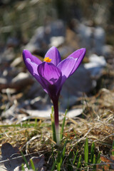 A sunlit purple crocus flower