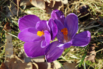 Two purple crocus flowers