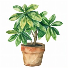 Watercolor illustration of a green potted plant with large leaves.