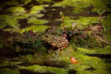 Pelophylax perezi, frog in the pond