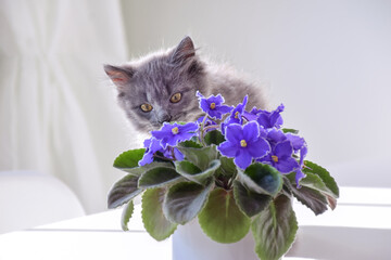 Small grey kitten smelling purple african violet houseplant