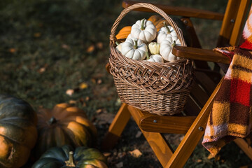 Autumn pumpkin background. White pumpkins in a wicker basket. A rich harvest. The concept of a...