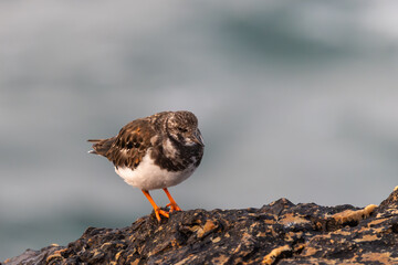 Turnstones, wading birds resting on the edge of cliffs when the sea tide rises