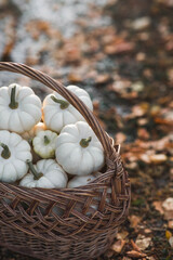 Autumn background of white decorative pumpkins in a wicker basket. A rich harvest. The concept of a Halloween or Thanksgiving holiday.