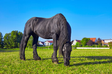 Fototapeta premium Beautiful stallion grazing in the pasture.