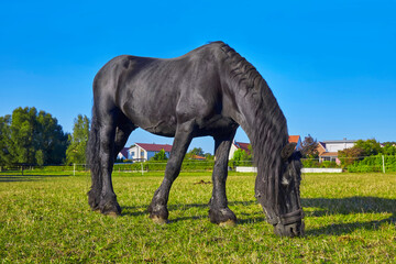Beautiful stallion grazing in the pasture.