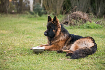 German Shepherd dog with a bowl to have meal