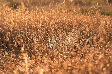 beauté de la prairie sèche au coucher estival du soleil