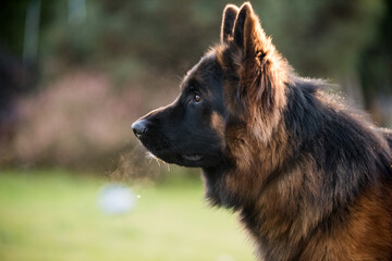 German Shepherd Dog in profile view on nature blurred background, close-up muzzle portrait of dog