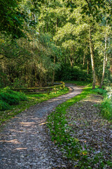 path in the forest