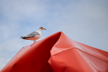 seagull on a roof