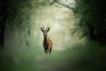 Young deer standing in forest glade