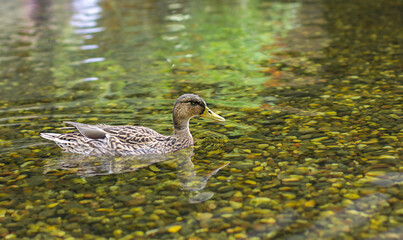 Duck swimming in the water
