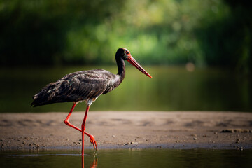 Black Stork Walking Along Water Edge