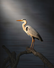 Heron perched on tree branch at dusk