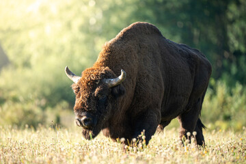 Bison grazing in a field