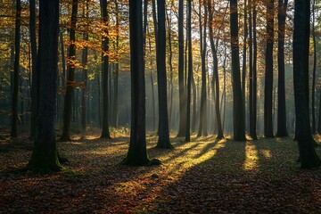 Fototapeta premium Sunbeams Shining Through the Trees in Autumn Forest