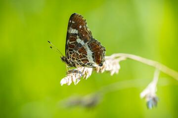 The map butterfly, araschnia levana, close-up portrait