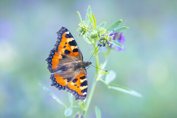 Aglais urticae small tortoiseshell butterfly isolated by nature