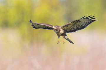 Common buzzard, Buteo Buteo, in flight