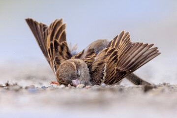 A house sparrow; Passer domesticus; having a dust bath or sand bath.