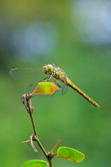 Vagrant darter Sympetrum vulgatum resting