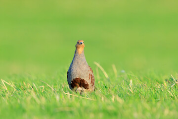 Grey partridge Perdix perdix, foraging