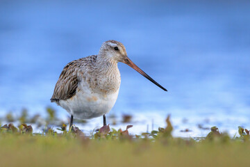 Bar-tailed Godwit, Limosa lapponica, foraging in a green meadow
