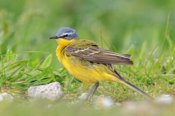 Closeup of a male western yellow wagtail bird Motacilla flava preening