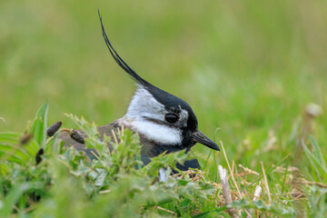 Northern lapwing, Vanellus vanellus, wading bird in a meadow