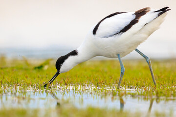 Obraz premium Pied Avocet, Recurvirostra avosetta, foraging