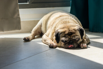 Close-up of pug sleeping on floor