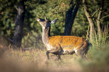 Female Red Deer doe or hind, Cervus elaphus