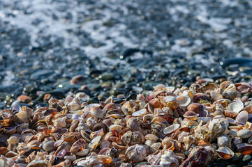 Shells and stones arrangement on the beach by the Mediterranean Sea 4