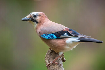 Eurasian jay, Garrulus glandarius, bird close-up