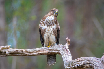 Common buzzard, Buteo Buteo, bird of prey perched