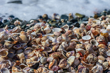 Shell and starfish on sandy seashore with crystal clear blue water in background,