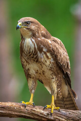 Common buzzard, Buteo Buteo, bird of prey perched