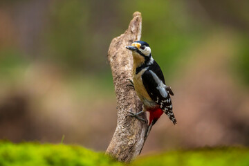 Closeup of a great spotted woodpecker, Dendrocopos major, perched in a forest