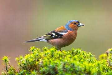 Chaffinch, Fringilla coelebs, male singing on a tree in a green forest.