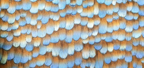 Stylish ornament from bird feathers ornament on fabric wallpaper. Interior design, bird feathers wallpaper texture, decor. The pattern on the fabric is bright feathers.