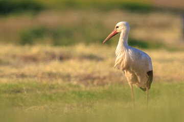 Stork, Ciconia ciconia, foraging in grass