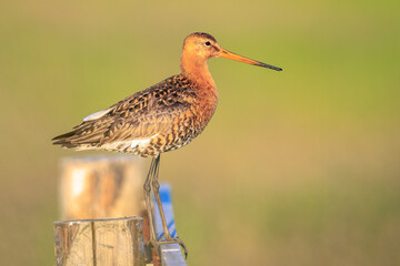 Black-tailed godwit Limosa Limosa foraging in a green meadow